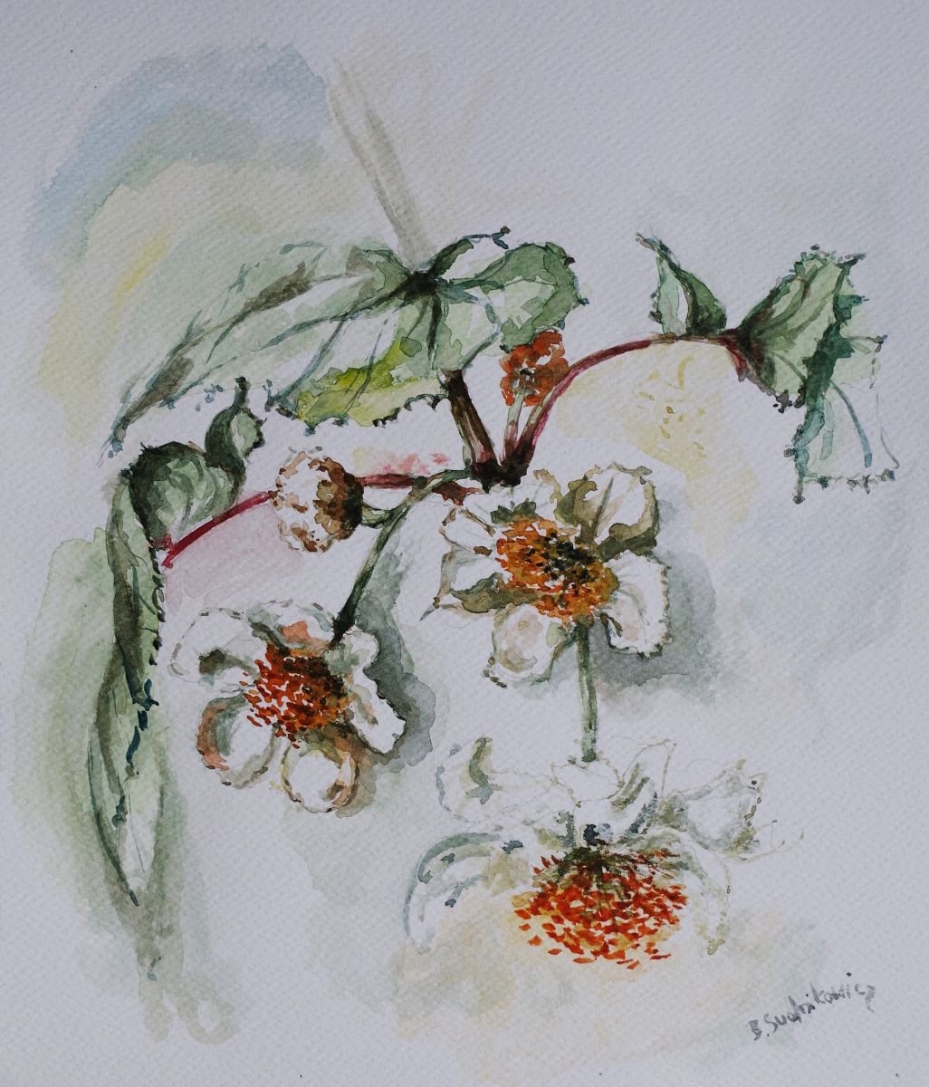 Flowering by Beta Sudnikowicz