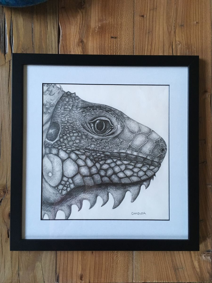 Green Iguana - Framed Drawing by Charlotte Ambler