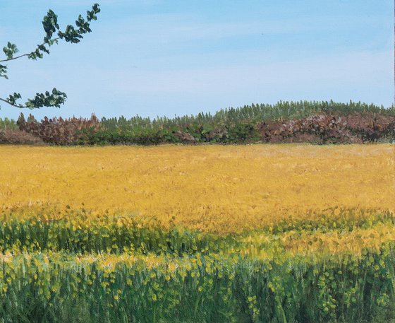 Tree And Rapefield