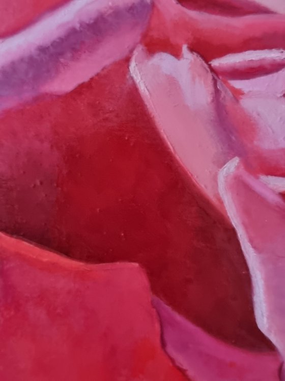 " Pink wings." rose  flower 2022