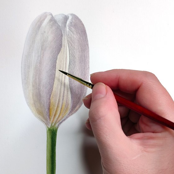 White Tulips Dialogue