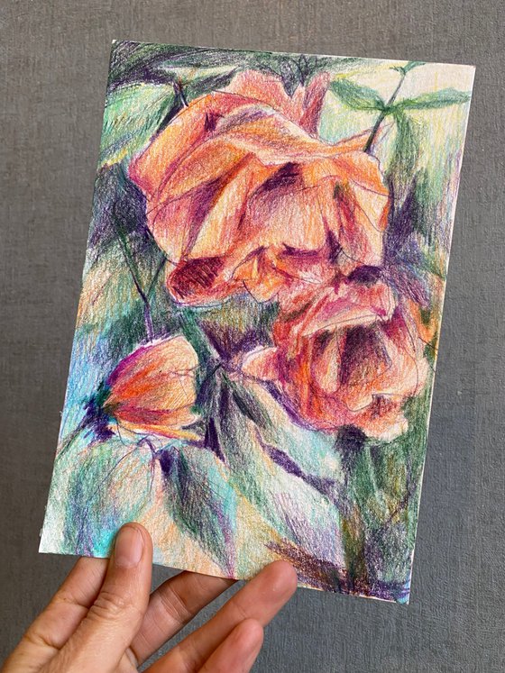 Roses are everywhere - pencil drawing