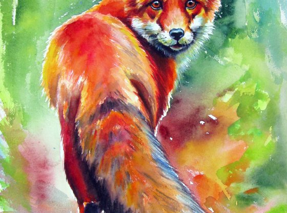 Red fox III