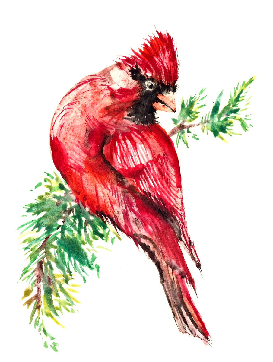 Northern Cardinal by Maja Tulimowska - Chmielewska