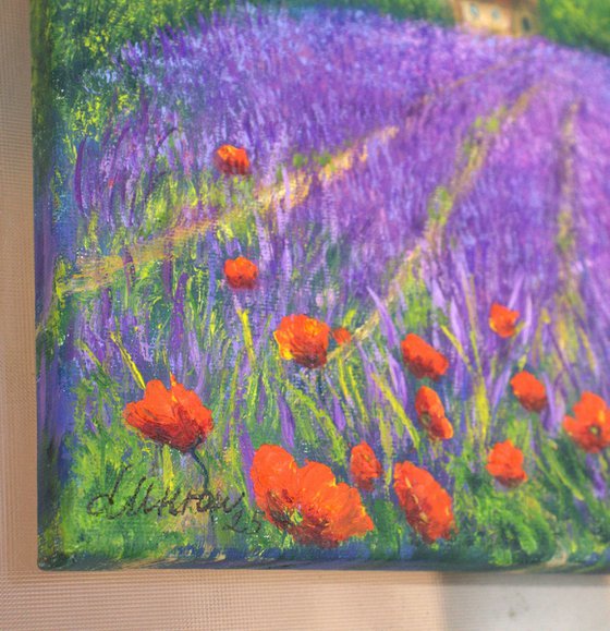 Lavender field