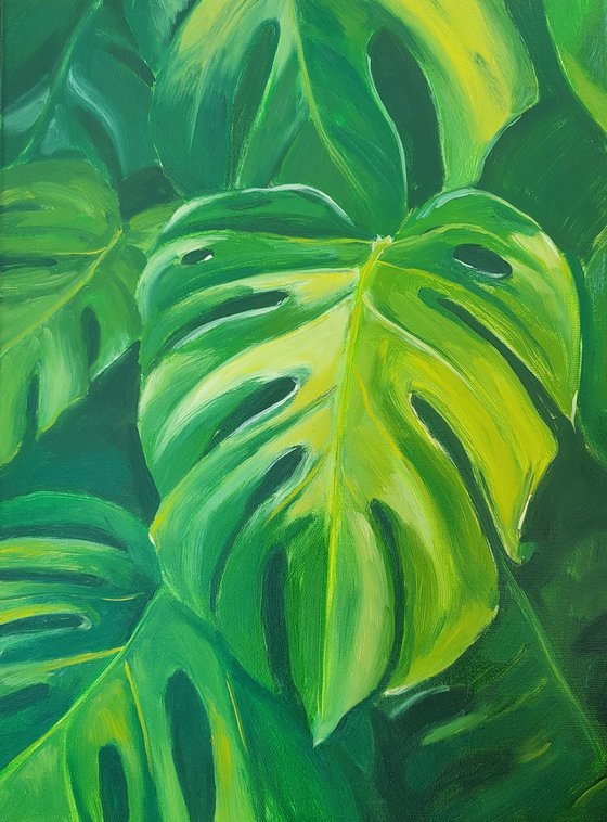 Monstera leaves2