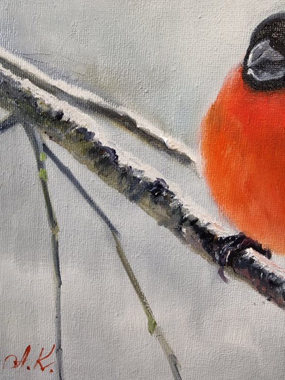 "Winter fire." Bullfinch birds 2021