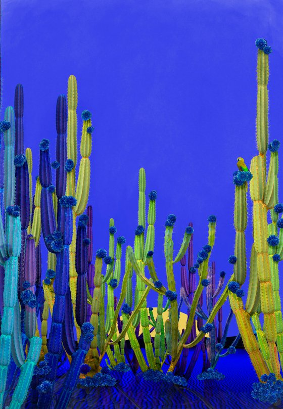 Cactus Flower, Cactus Blue, Cactus Sunset  - all Framed