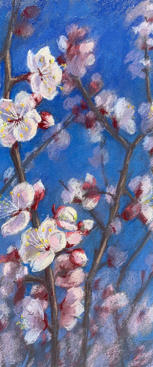 Almond flowers by Nataliya Lemesheva