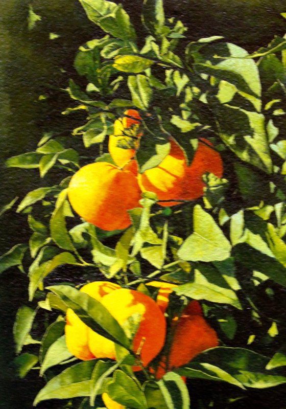 The sun of the orange tree