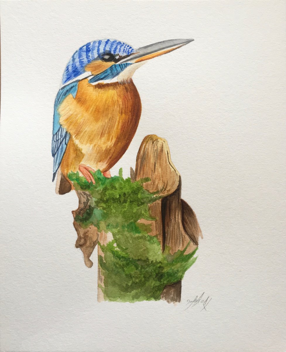 Kingfisher by Amelia Taylor
