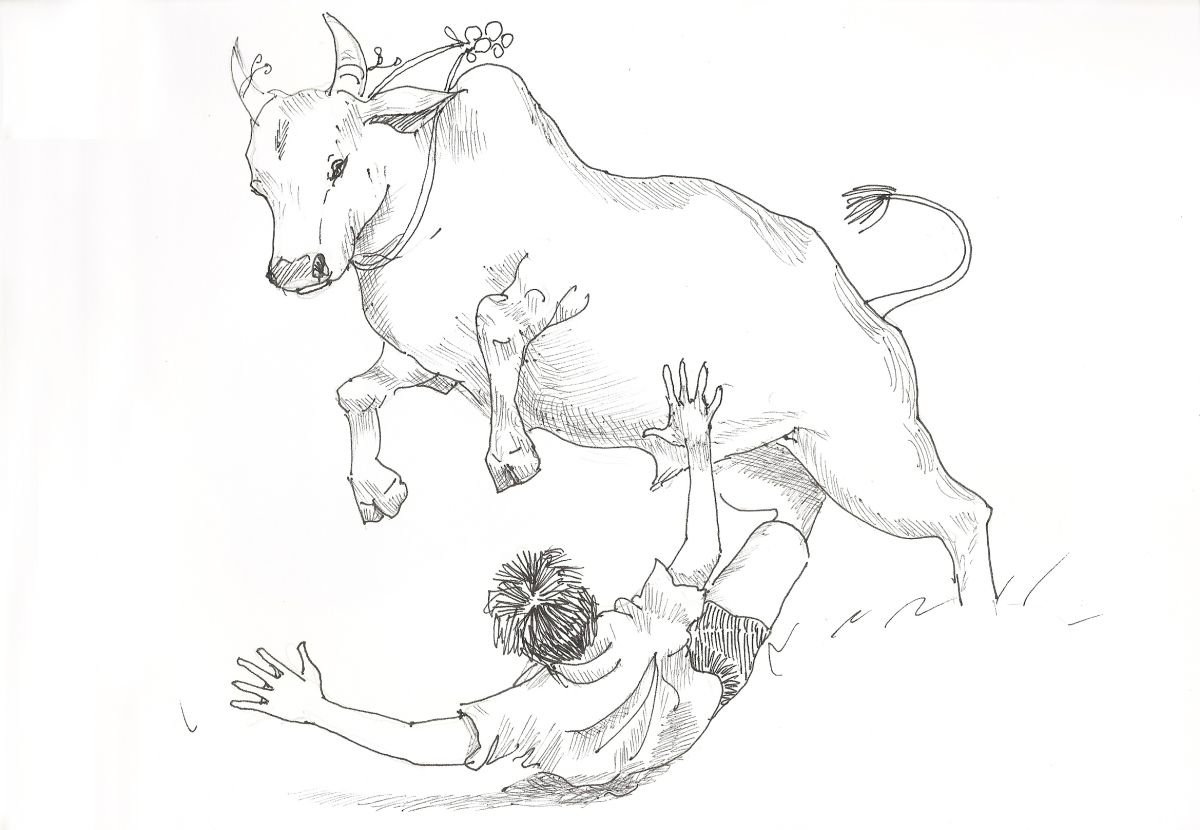 Bull fight Ink drawing by Asha Shenoy