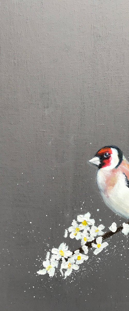 Goldfinch ~ on Cherry Blossom by Laure Bury