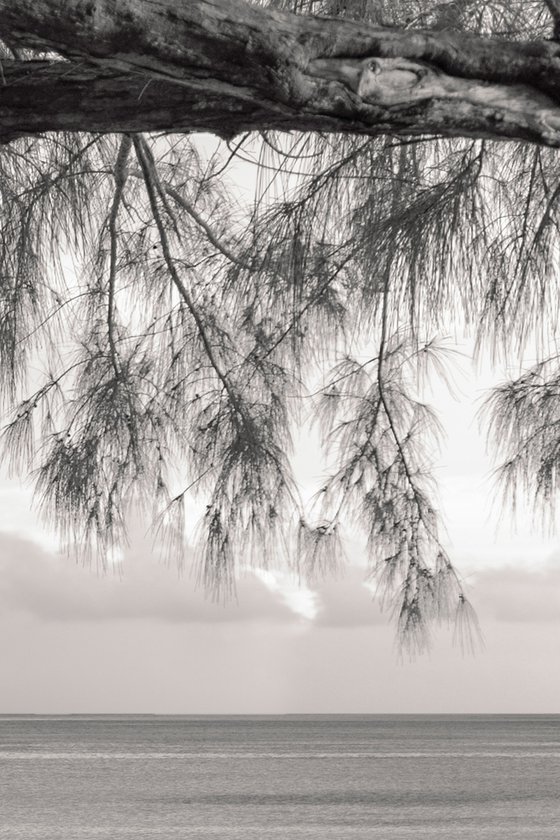 Sturdy Branch