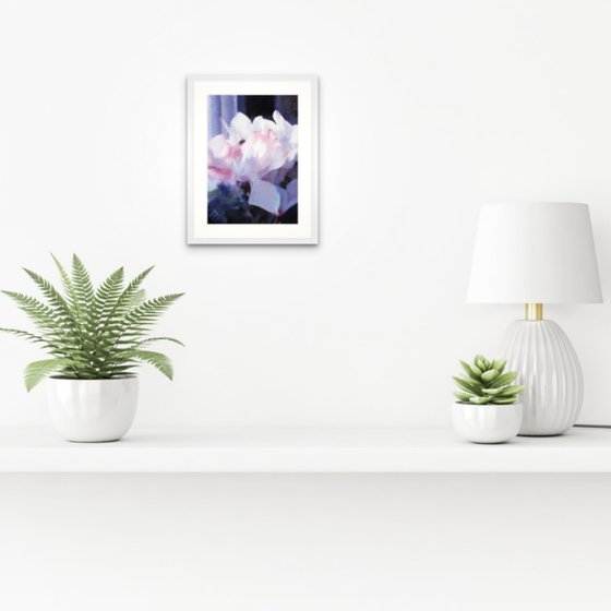 Cyclamen by the window