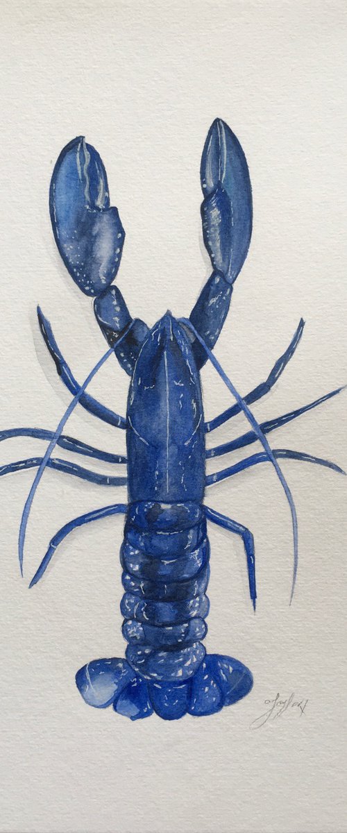 Blue lobster by Amelia Taylor