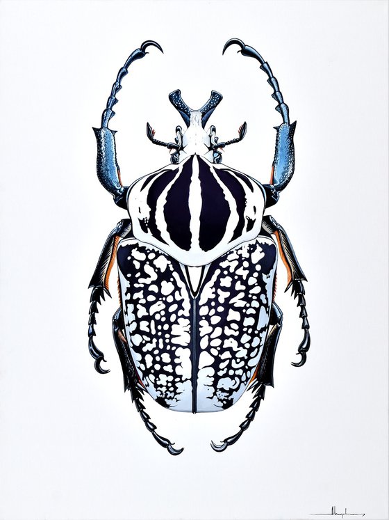 Goliath Beetle #1