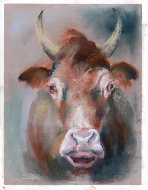Cow portrait  (pastel) by Olga Shefranov (Tchefranov)