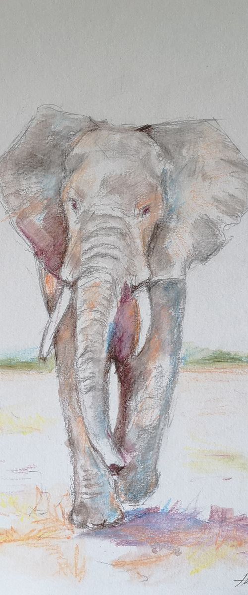 Elephant by Alexander Koltakov