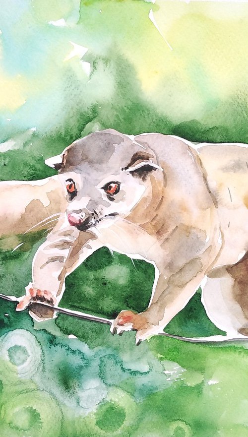 Olingo Raccoon animal watercolor by Tanya Amos