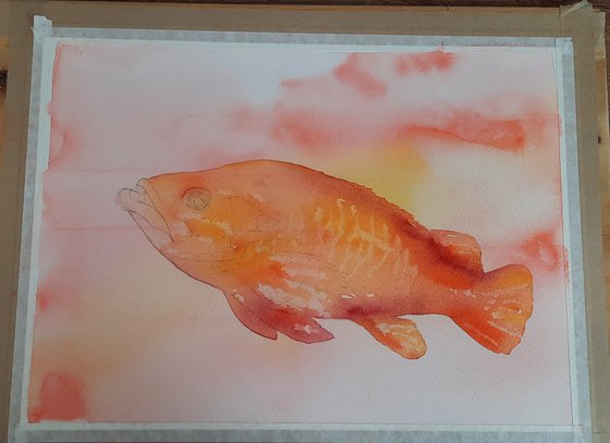 Orange Watercolour Fish - large original rockfish painting
