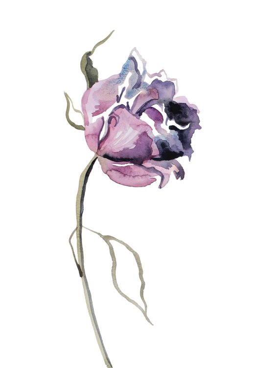 Rose Study No. 74