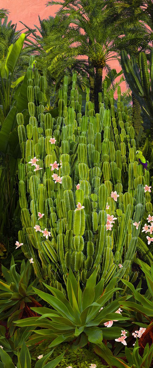 Cactus Song - Framed by Nadia Attura