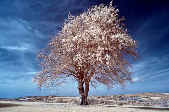 Beech Tree, Half-moon Piece.