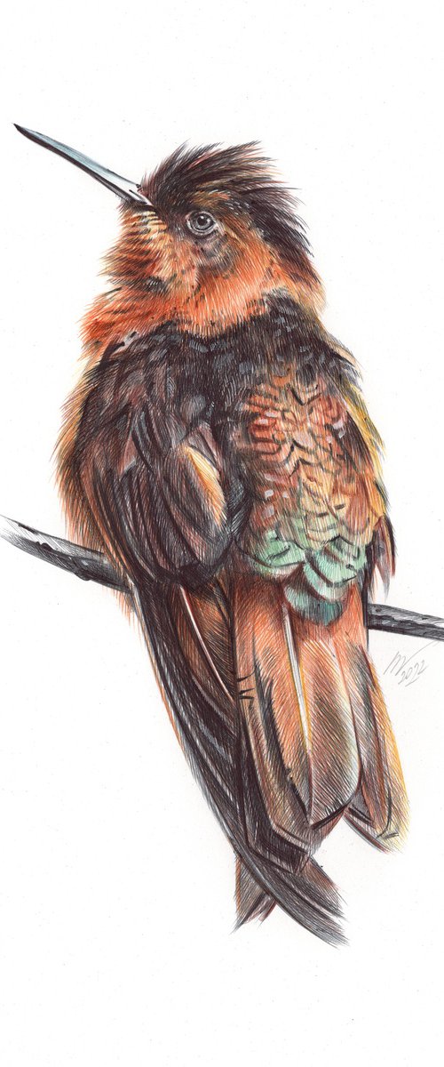 Shining Sunbeam - Hummingbird Portrait by Daria Maier