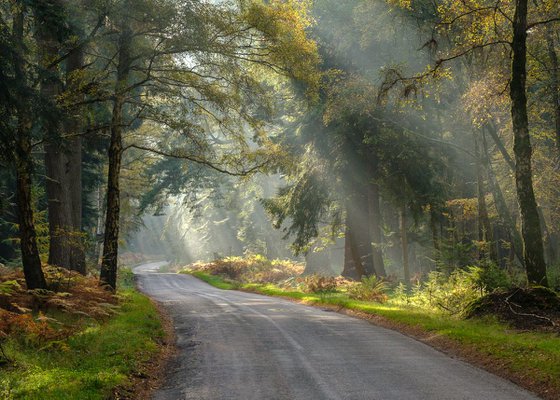 Rays on Rhinefield - New Forest