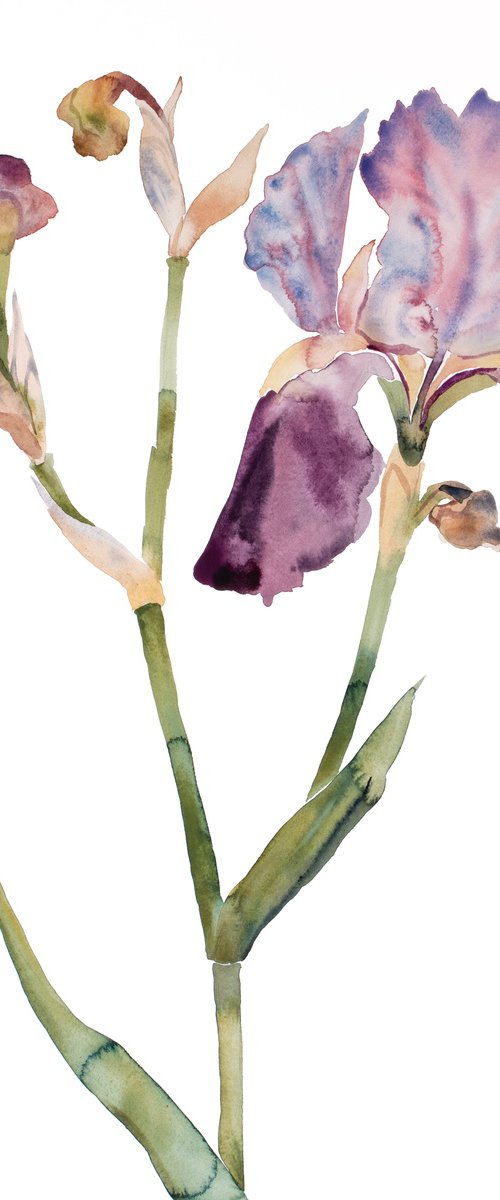 Iris No. 197 by Elizabeth Becker
