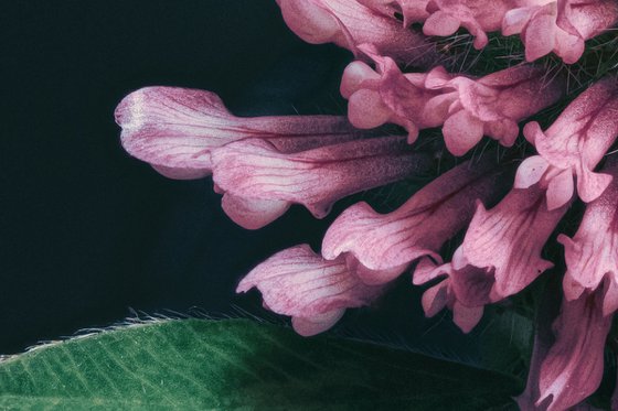 CLOVER - collector's master edition