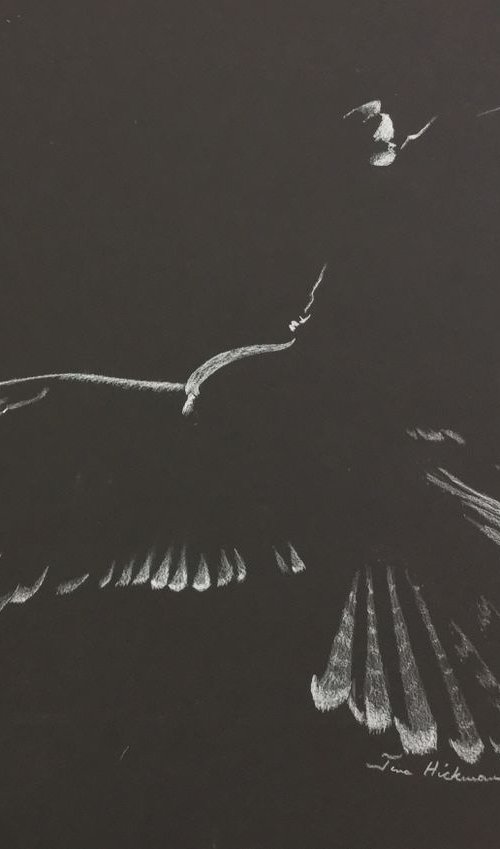 Harris Hawk - Landing by Tina Hickman
