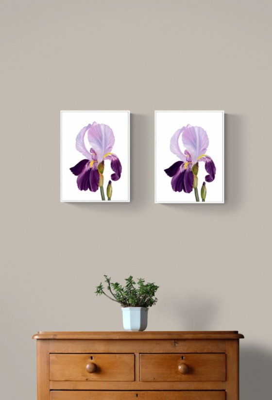 Iris flower spring, garden, botanical