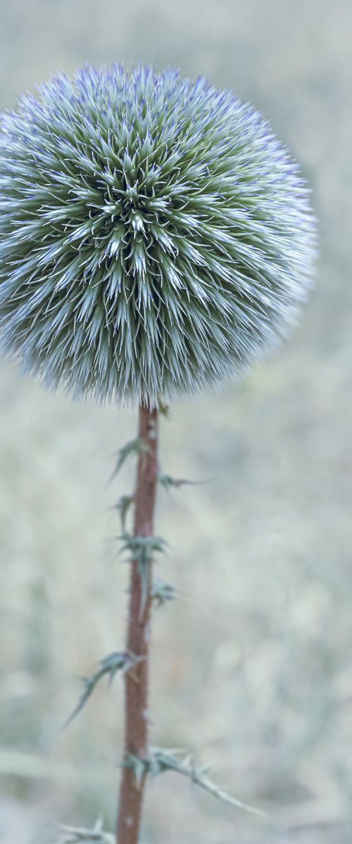 Globe Thistle blooming by Lidiya Dmitrieva