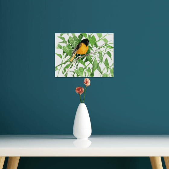 Baltimore Oriole