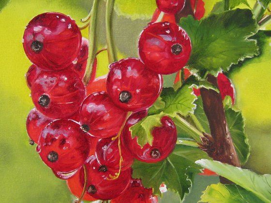 Redcurrants in Garden Light