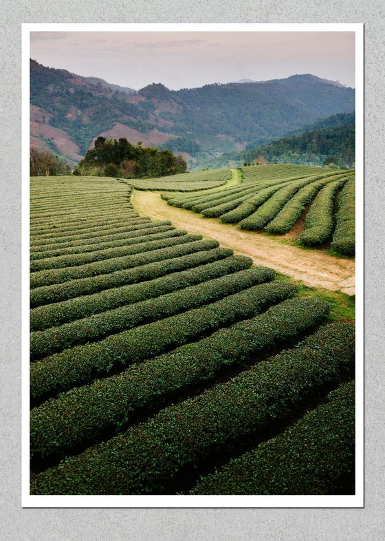 Mae Salong Tea Plantations, Thailand