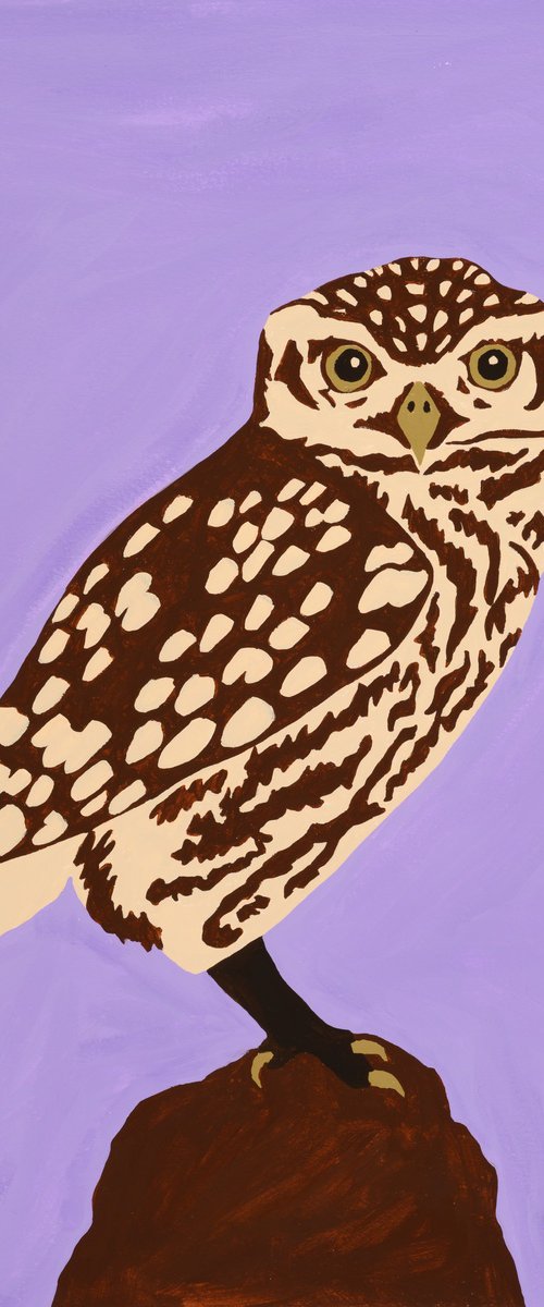 Owl by Alícia Gómez