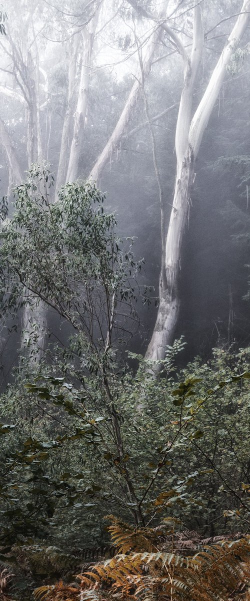 Ghostly Eucalyptus by Paul Nash