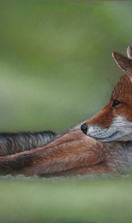 Resting Fox by Tatjana Bril