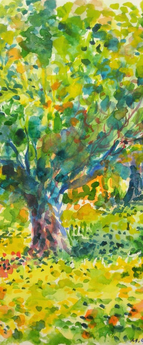 Olive trees in the Sun by Maja Grecic