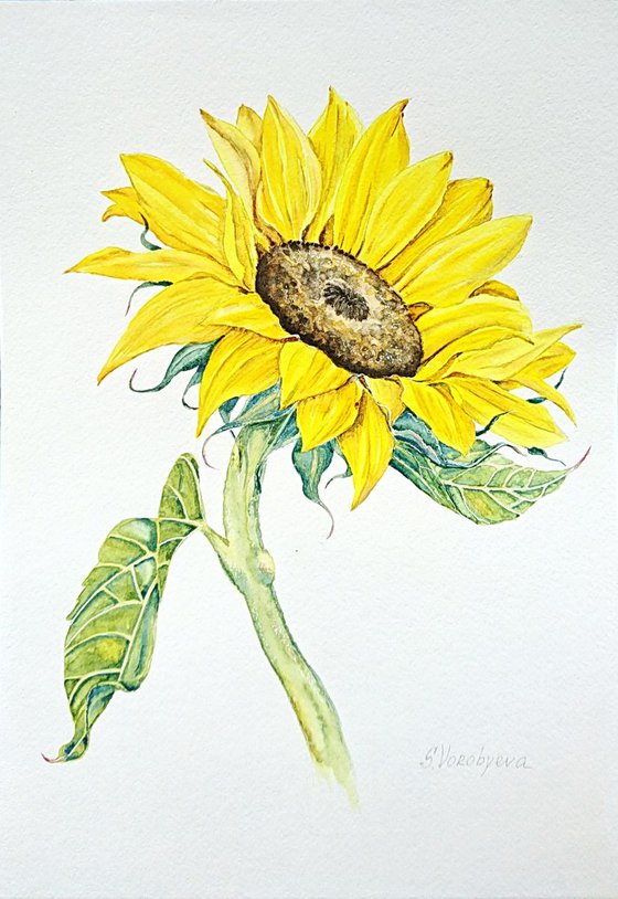 Sunflower. Watercolor painting on paper.