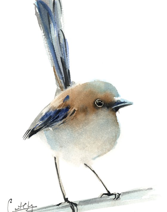Fairy Wren Bird