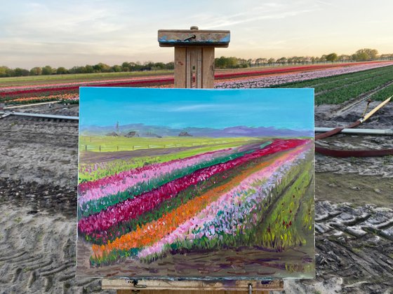 Dutch tulip season