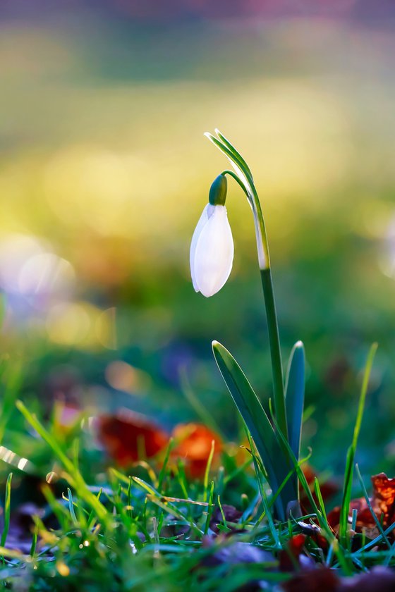 Here Comes The Sun (portrait) - art photo of a snowdrop flower, limited edition giclee print