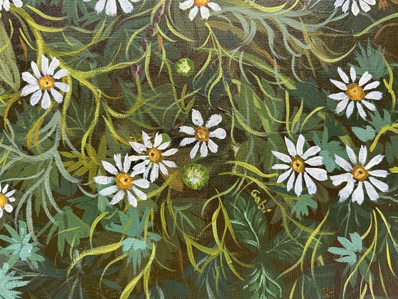Daisies of the Forest