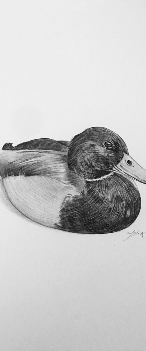 Mallard by Amelia Taylor