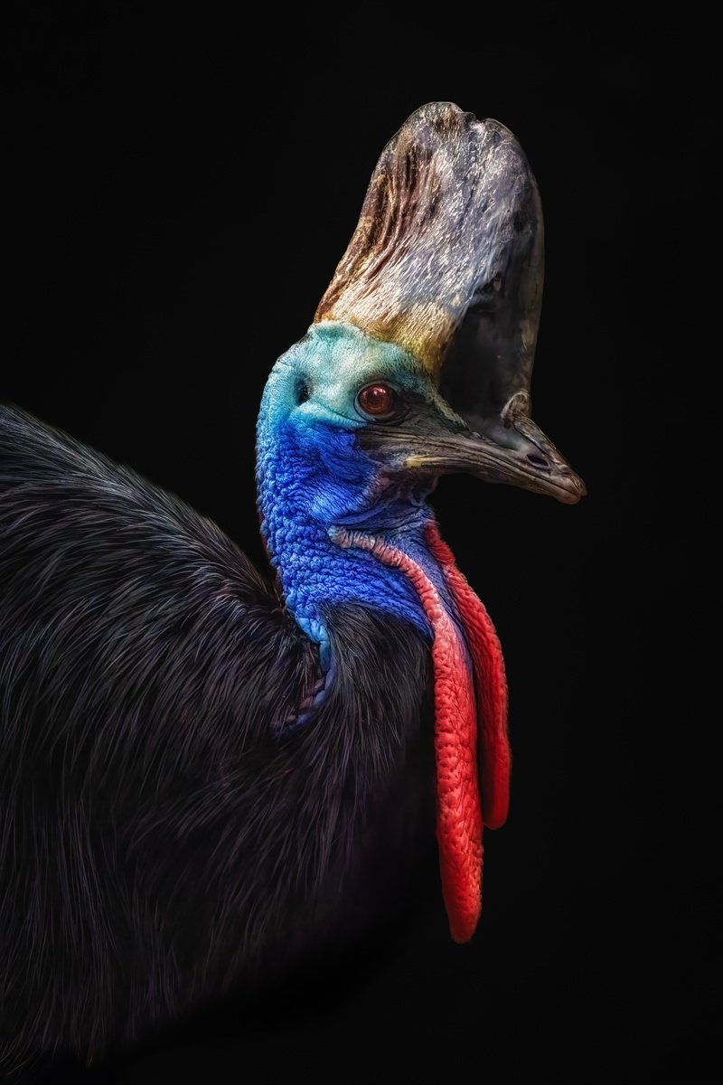 Animal Photograph By Paul Nash, 16 X 24", Female Cassowary Portrait, Original Artwork