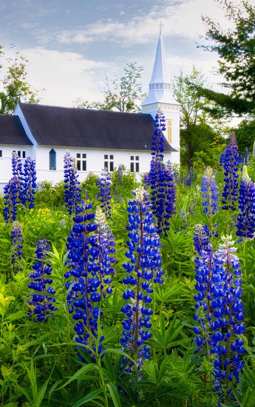 Lupines at Saint Matthews, 43 x 29 by Francois de Melogue